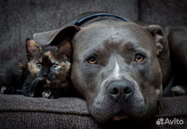 Усыпление собак и кошек на дому