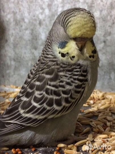 Выставочные волнистые попугаи (Чехи)