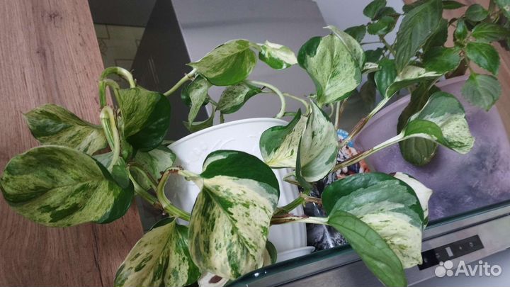 Эпипремнум комнатное растение