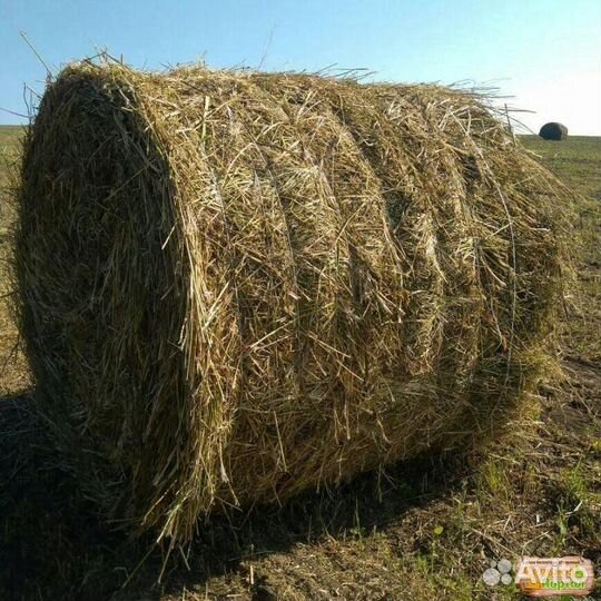 Продам сено в рулонах свежий укос