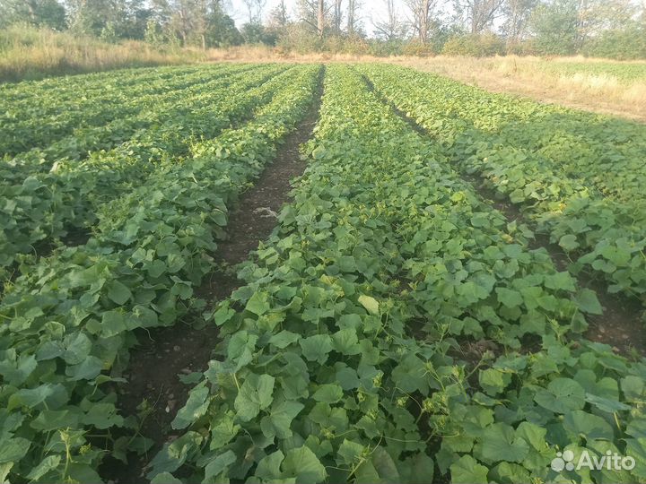 Сборщик Огурцов