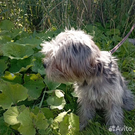 Собака йоркширский терьер