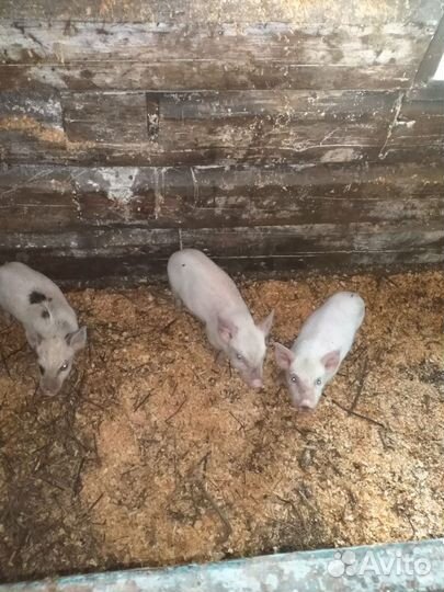 Корм для животных