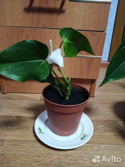 Цветы антуриум белый