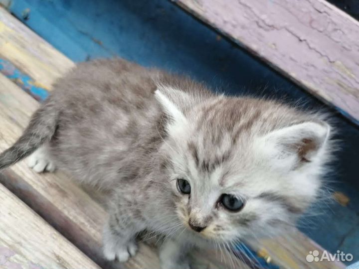 Котенок в добрые руки