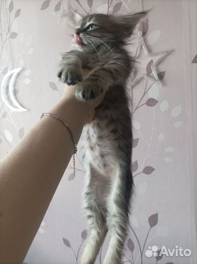 Котенок мальчик в добрые руки