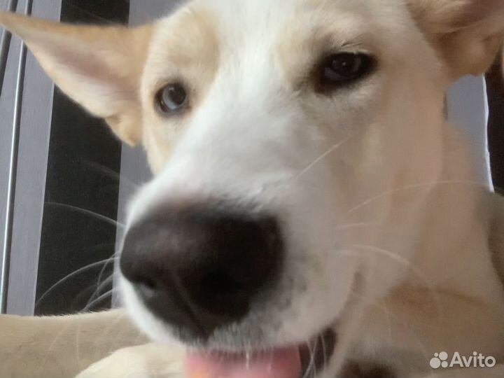 Отдам в добрые руки