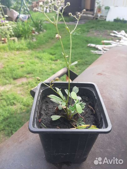 Многолетние садовые цветы