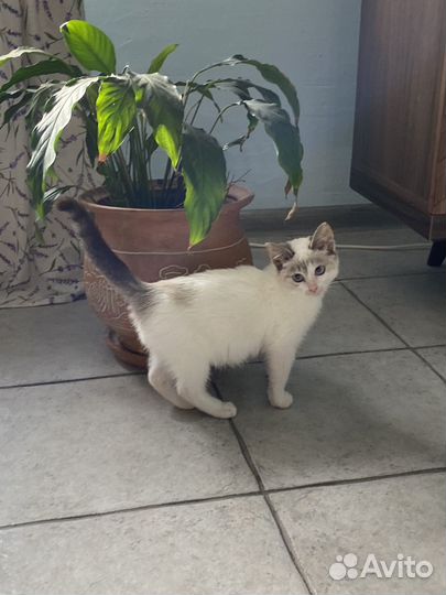 Домашние животные