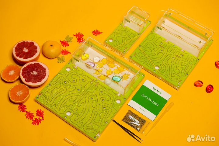 Формикарий / Муравьиная ферма