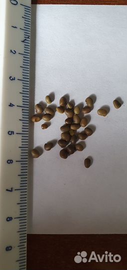 Солодка (семена)