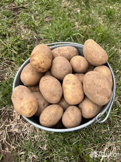 Картофель домашний