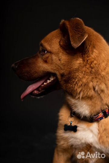 Красивая собака в добрые руки