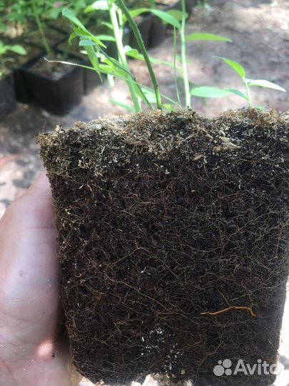 Голубика садовая саженцы