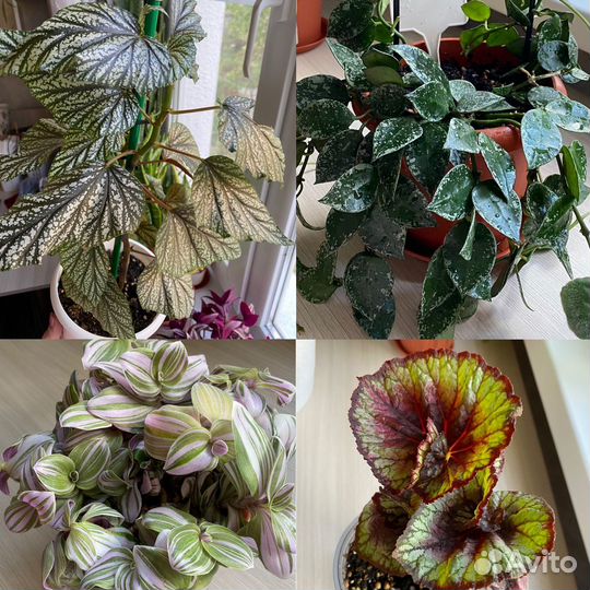 Комнатные растения цветы