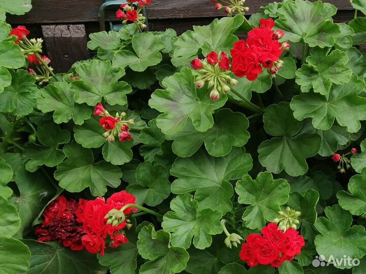 Герань пеларгония плющелистная
