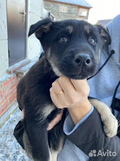 Отдам щенят бесплатно в добрые руки