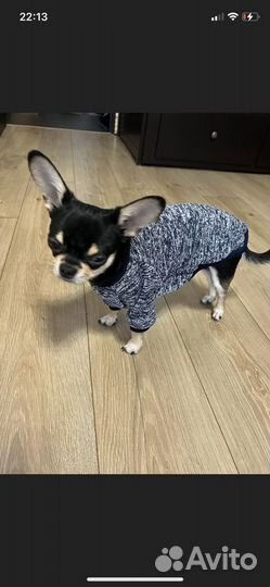 Одежда для собак и кошек