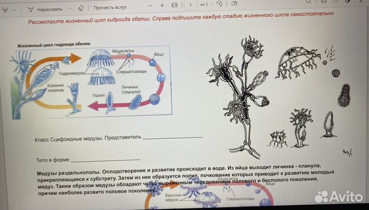 Репетитор по биологии