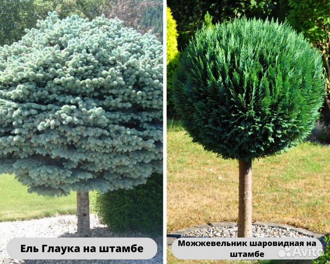 Растения на штамбе для вашего участка