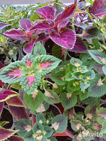 Колеусы вегетативные