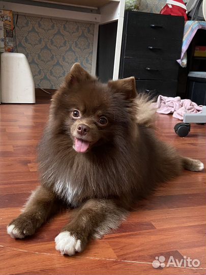 Немецкий шпиц вязка