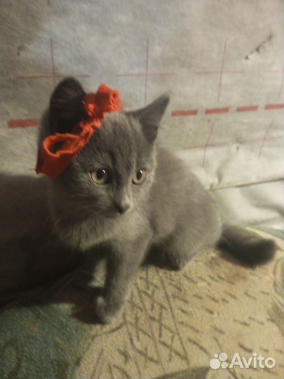 Британский котенок