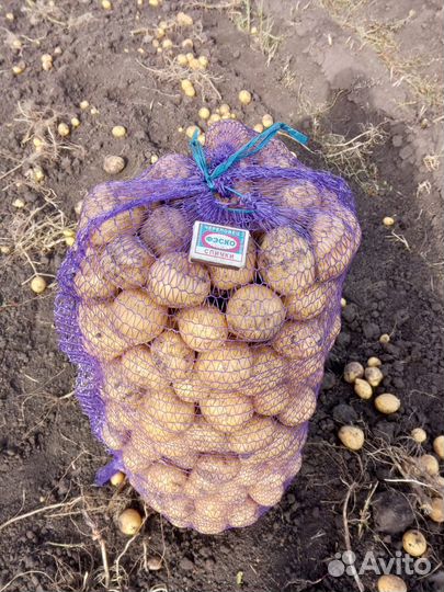 Продам картофель оптом