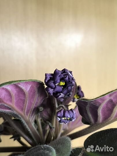 Фиалка цветущая