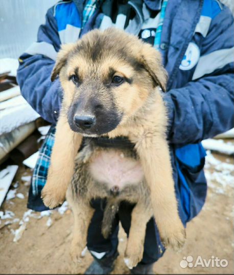 Спасите щенка