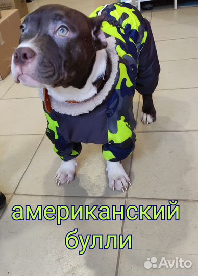 Американский булли покет