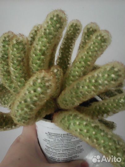 Кактус