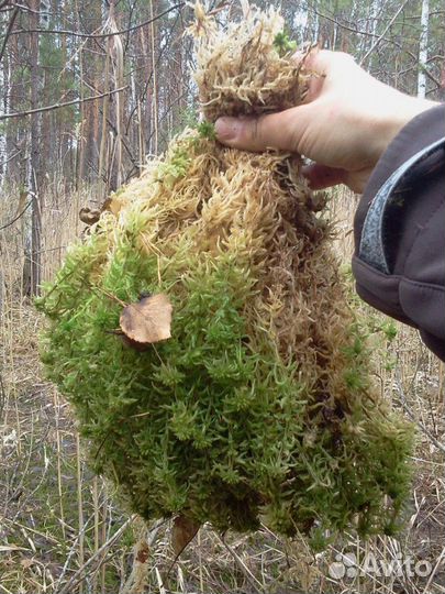 Мох сфагнум живой