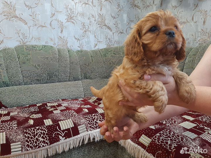 Кинг чарльз спаниель кавалеры