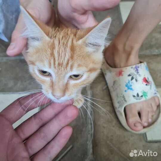 Котик в добрые руки бесплатно