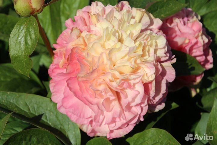 Пион Лоис Чойс (Loise Choiсe)