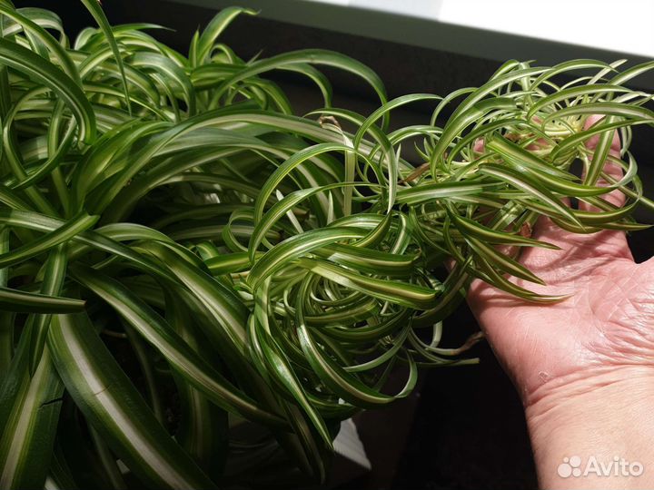 Хлорофитум кудрявый