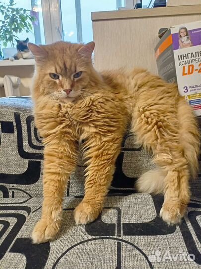 Кот ищет дом