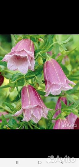 Тысячалистник садовый,колокольчик точенный