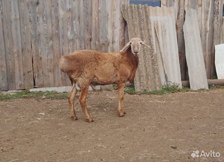 Баран на племя