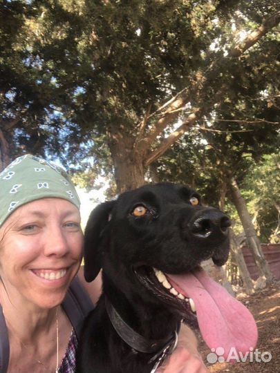 Собаки бесплатно в добрые руки