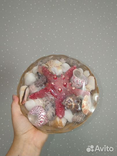 Морские ракушки набор