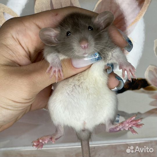 Питомник. Дамбо крысы, крысята, крыса