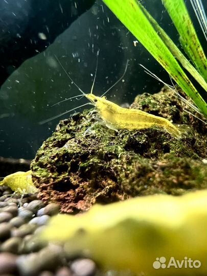 Креветки аквариумные желтый неон