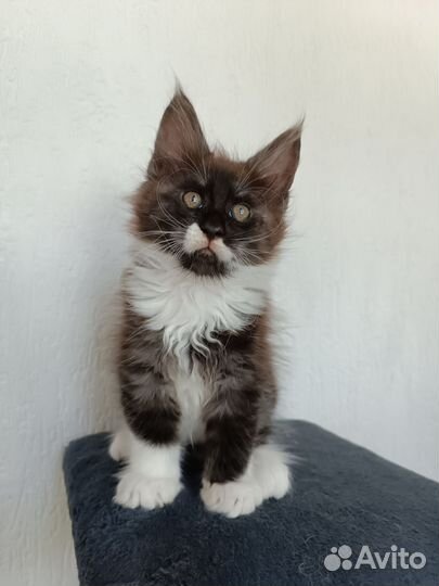 Котята мейн-кун