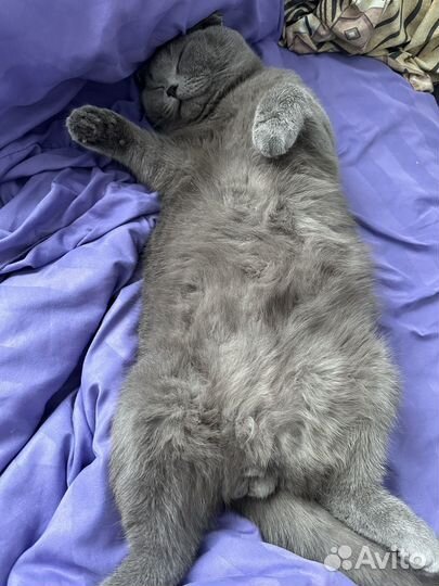 Шотландский кот