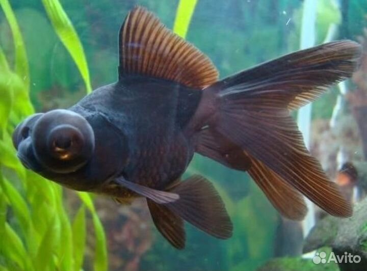 Рыбки Золотые, телескопы, красные шапочки, риукины