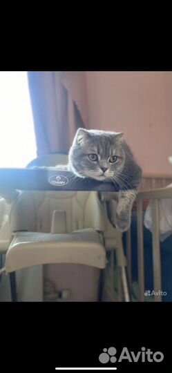 Передержка кошек