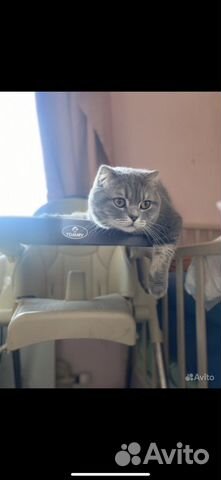 Передержка кошек