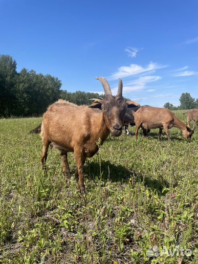 Коза дойная